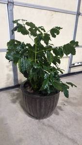 lot 700 image: Live Arabica coffee plant in pot
