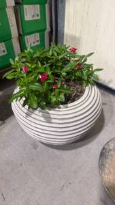 lot 701 image: Live Red Vinca plant in round ceramic pot