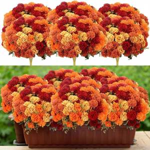 lot 19700 image: XunYee 24 Pcs Artificial Fall Flowers Faux Mums Burnt Orange