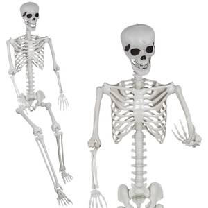 lot 17614 image: SUNREEK 5.9ft Full Size Halloween Human Skeleton with Posable Joints