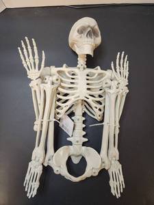 lot 711167 image: Halloween Possable Skeleton Decor 36in  - Retail $15