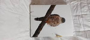 lot 36338 image: Small Picture of a bird