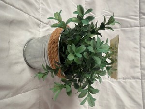 lot 36272 image: Small Plant Decoration