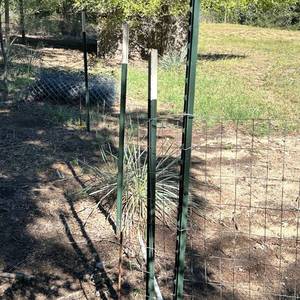 lot 63 image: 40 - Green Steel T-Post Style Fence Posts to be removed - bring your tools