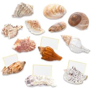 lot 20345 image: Novabright Sea Snail Place Card Holders 12 Pcs 3-5 Inch Real Sea Shells