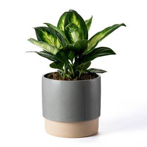 lot 7958 image: Chubacoo Self-Watering Ceramic Planter 8 Inch Dark Grey