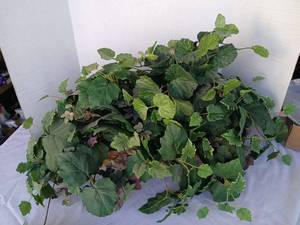 lot 3531 image: Trailing Leafy Plant Arrangement with Dark Berry Clusters in Woven Container 15x32x17
