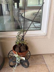 lot 1367 image: Small potted plant