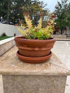 lot 6007 image: Clay pot and saucer with live plant