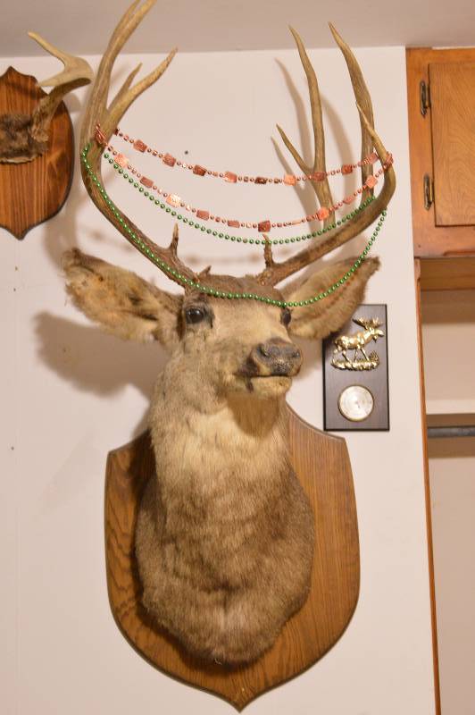 lot 1165 image: Buck deer mount