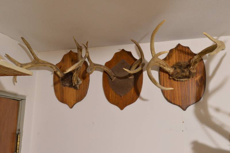 lot 1166 image: (3) Deer antlers on board