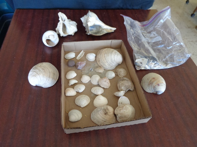 lot 6116 image: Flat of Seashells
