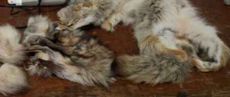 lot 2126 image: Furs  Skins Lot