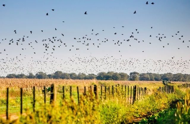 lot 17989 image: A Five-Star, 4 Day 3 Night Dove Hunt in Cordoba, Argentina for 4 hunters. (6 hunts)