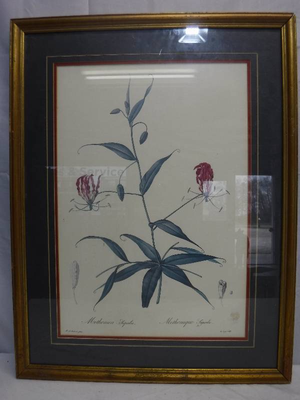 lot 1351 image: Methonica Superba Floral framed print