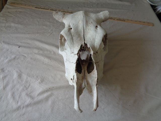 lot 6641 image: Cow Skull