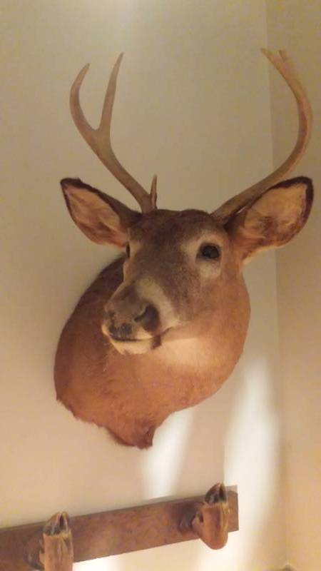 lot 13333 image: Deer Head 6pt Buck Mounted Taxidermy