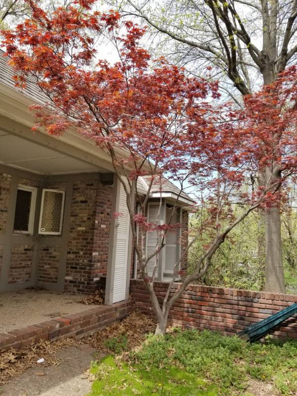 lot 1684 image: Japanese Maple Tree