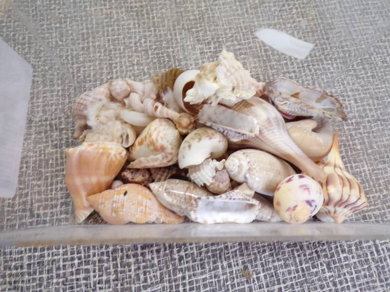 lot 6214 image: SEASHELLS