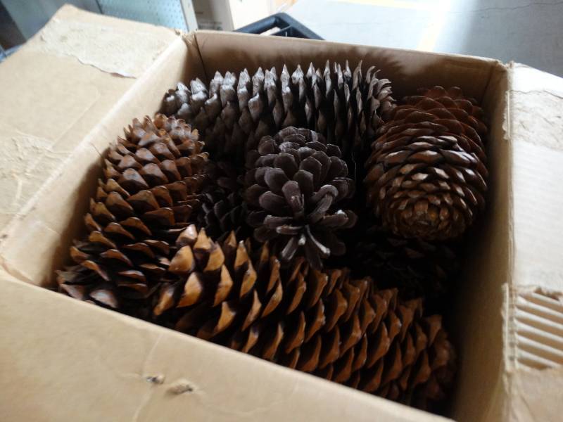 lot 17457 image: Box of large pine cones.