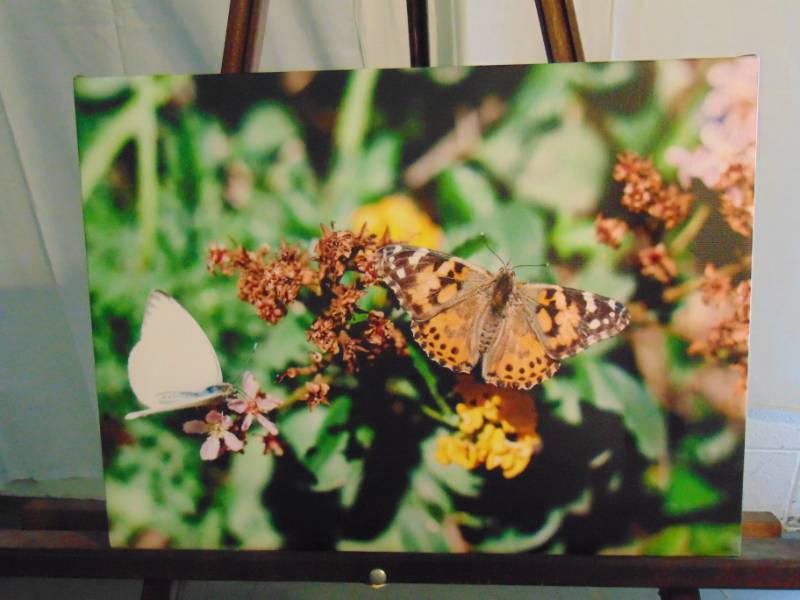lot 14319 image: Beautiful Butterfly Canvas Photo