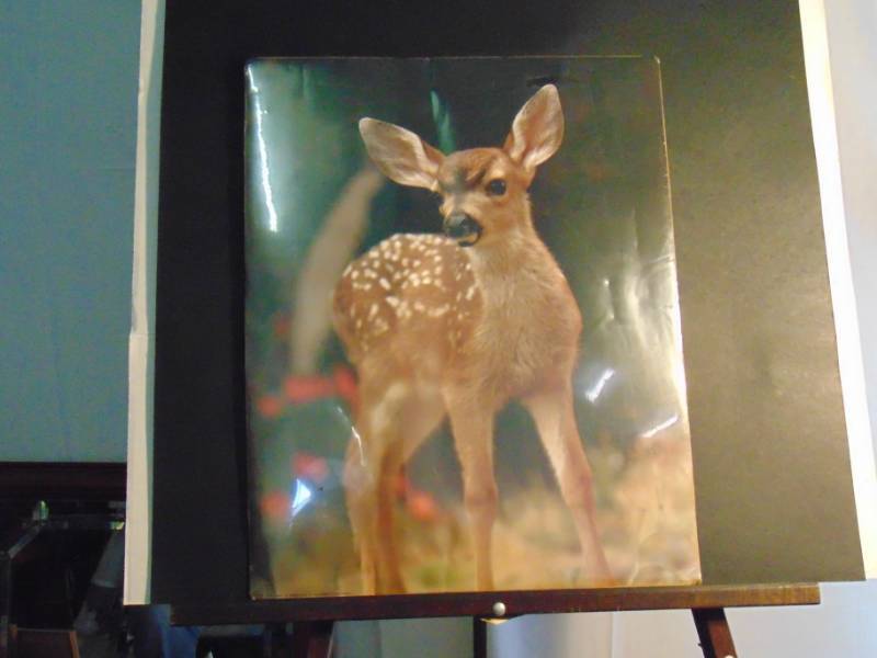 lot 14452 image: Photo of Fawn