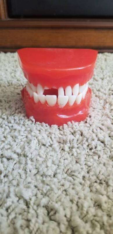 lot 6000 image: Teeth and Gums Model