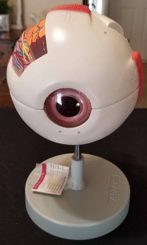 lot 9995 image: Altay Human Eye Model...
