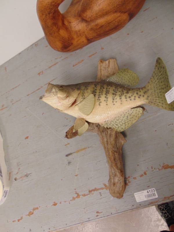 lot 7125 image: Crappie Taxidermy Mount