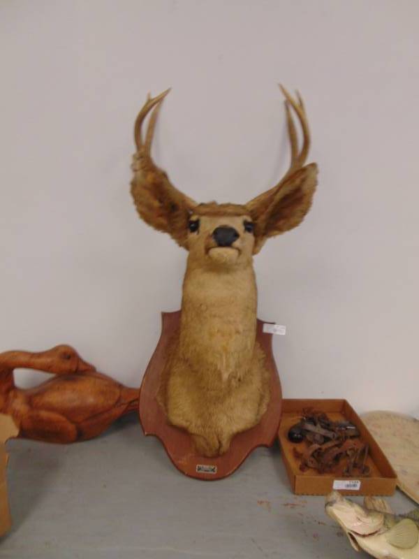lot 7126 image: WhiteTail Taxidermy Mount