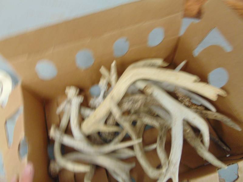 lot 7127 image: 11 Deer Shed Antlers