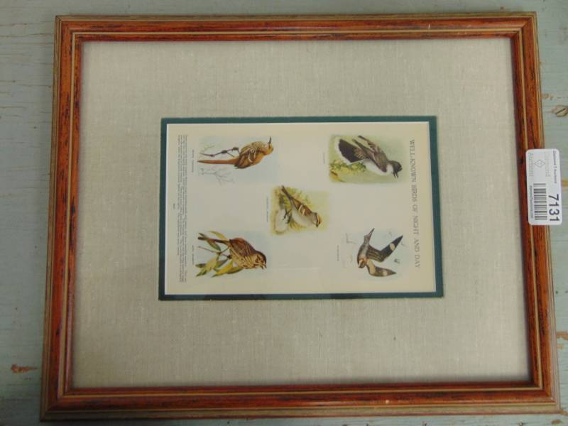 lot 7131 image: Framed Well Known Birds of night and Day