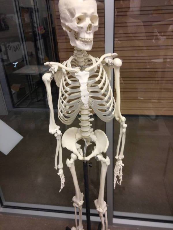 lot 3042 image: Human Skeleton Anatomical model life size - Medical Education Training Model