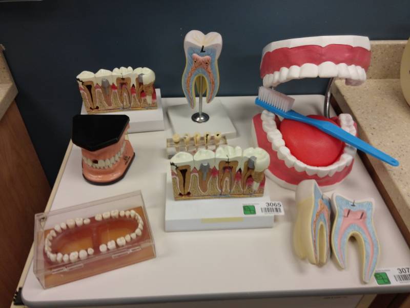 lot 3065 image: Periodontal Dental Models Hygiene Training Model