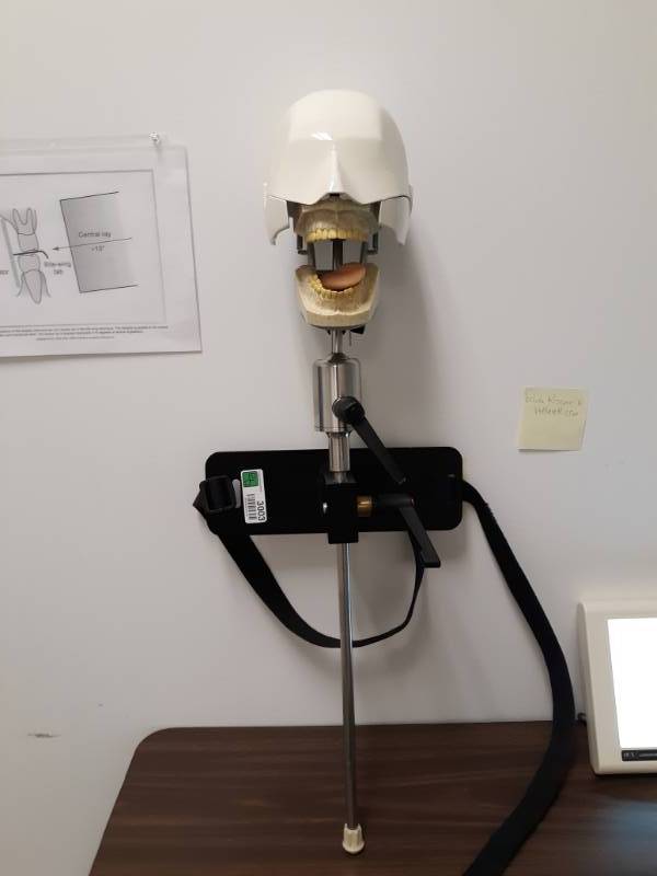 lot 3003 image: Dental Simulator Manikin Phantom Head Demonstrations Practical Exercises