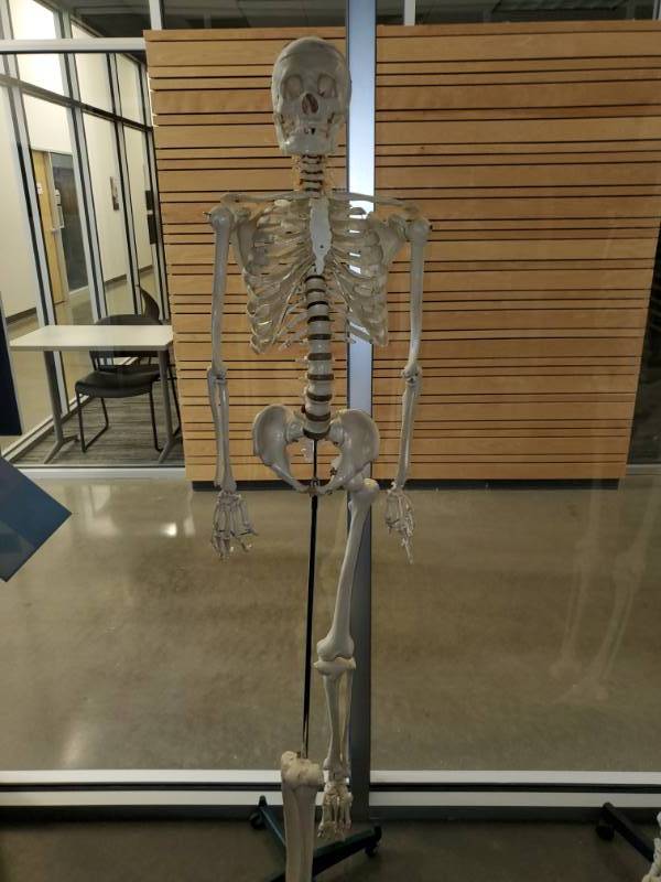 lot 3041 image: Human Skeleton Anatomical model life size - Medical Education Training Model