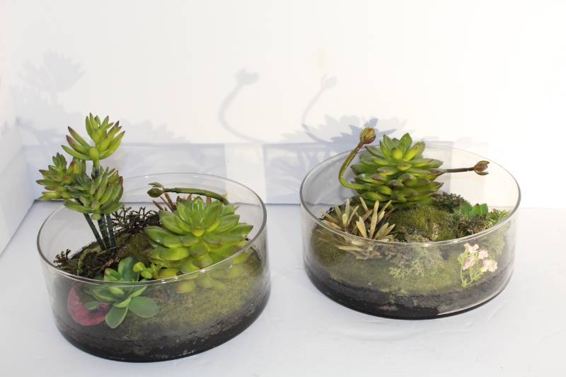 lot 1080 image: Succulents You Cannot Kill