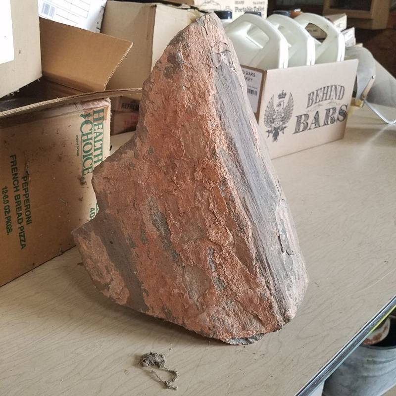 lot 7204 image: Petrified wood