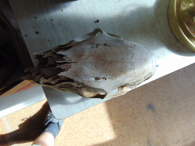 lot 18798 image: 2 skulls