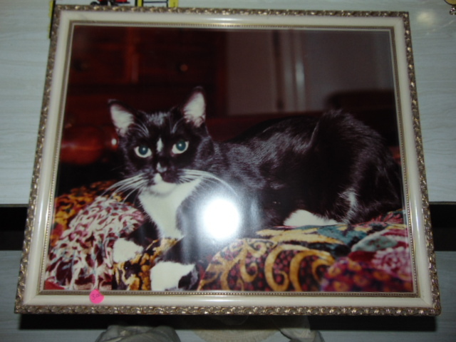 lot 18927 image: cat picture