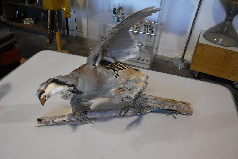 lot 3131 image: Taxidermy bird