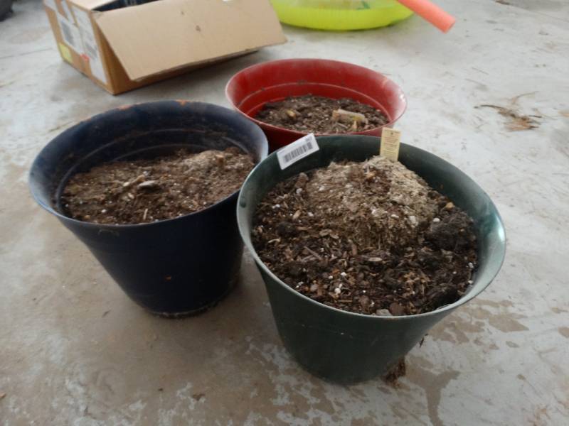 lot 969 image: 3 flower pots