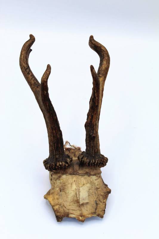 lot 1849 image: (6) Piece Antler Lot