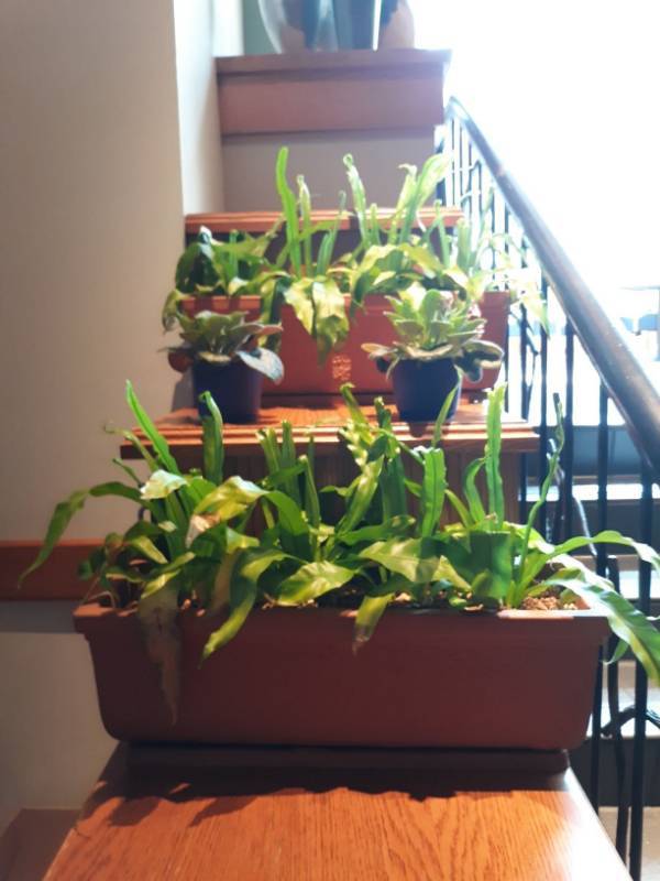 lot 6712 image: Plants with Planters