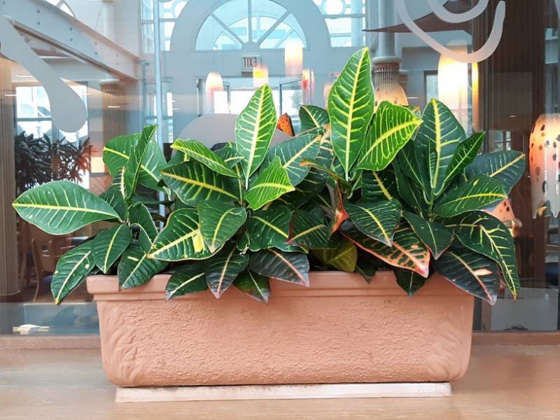 lot 6808 image: (2) Codiaeum Plants In Planters