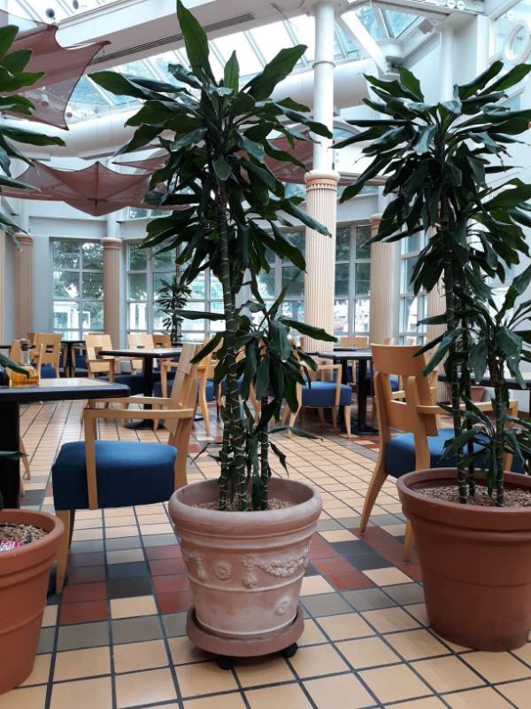 lot 6815 image: (1) Tropical Plant On Rollers