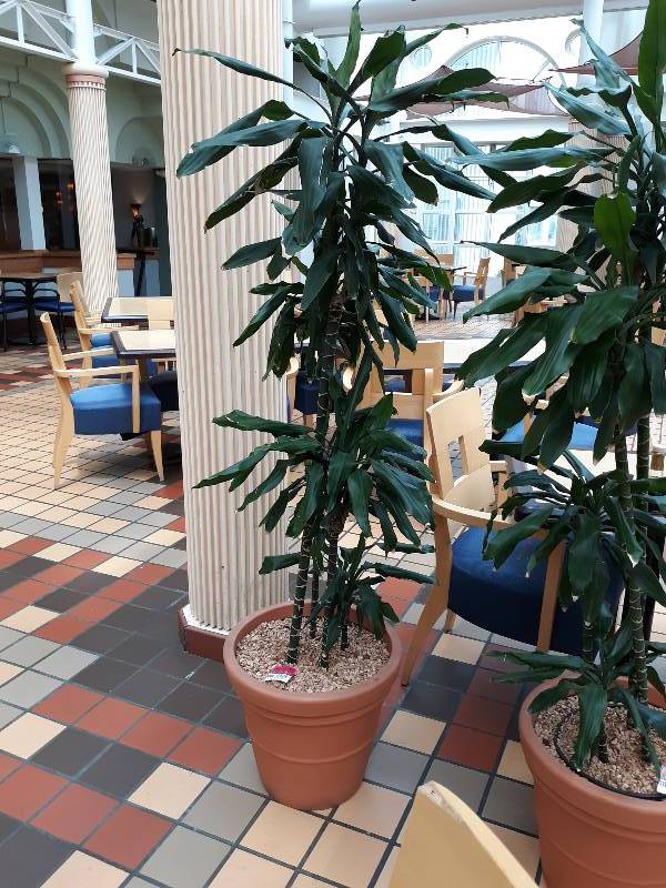 lot 6811 image: Indoor Tropical Plant