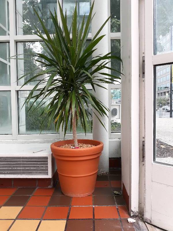 lot 6817 image: Tropical Plant