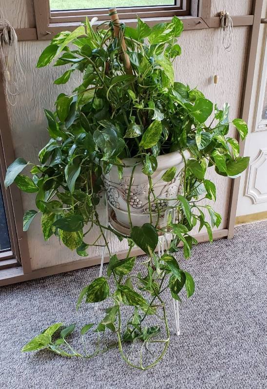 lot 3100 image: Live Potted Plant with Plant Stand
