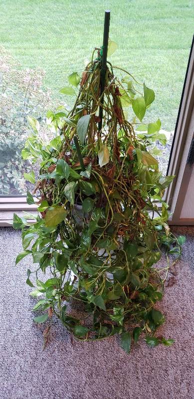 lot 3101 image: Live Potted Plant on Small Column